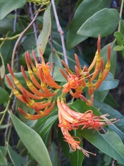 Dendrophthoe glabrescens