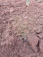 Eriogonum wetherillii