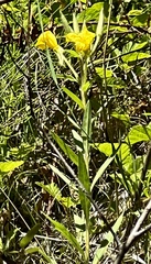 Oenothera elata hookeri