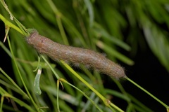 Apotolype brevicrista