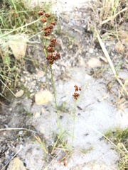 Juncus interior