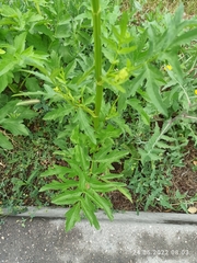 Pastinaca sativa