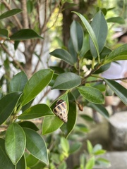 Amphidromus glaucolarynx