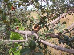 Combretum hereroense