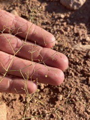 Eriogonum wetherillii