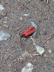 Dictyoptera