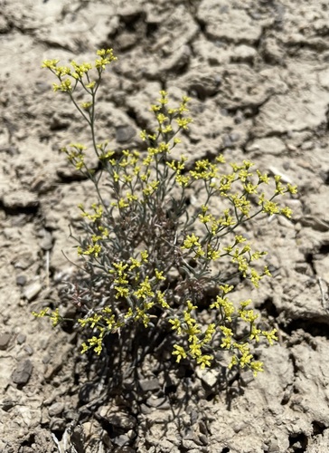 Image of Eriogonum contortum by (c) Matt Berger, some rights reserved (CC BY)