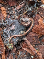 Batrachoseps wrighti