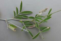 Indigastrum costatum
