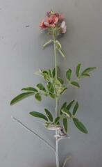 Indigastrum costatum