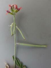 Indigastrum costatum