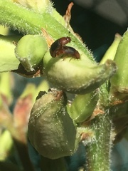 Caplothorax melanopterus