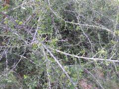 Ximenia caffra caffra