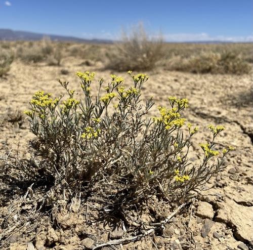 grand buckwheat (Eriogonum contortum)