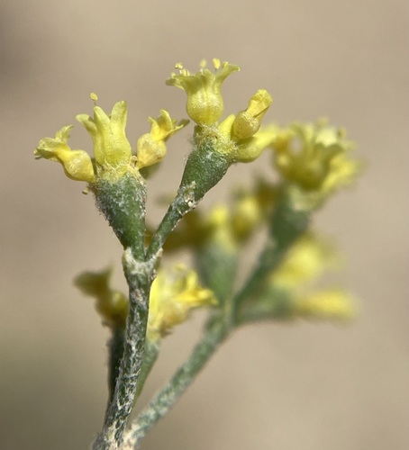 Image of Eriogonum contortum by (c) Matt Berger, some rights reserved (CC BY)