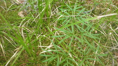 Ostericum tenuifolium