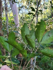 Cyclophyllum coprosmoides