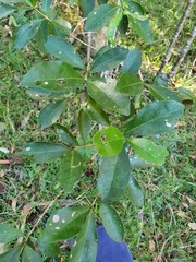Cyclophyllum coprosmoides