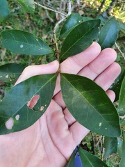 Cyclophyllum coprosmoides