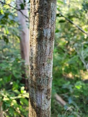Cyclophyllum coprosmoides
