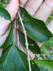 Cyclophyllum coprosmoides