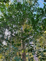Cyclophyllum coprosmoides