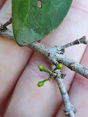Cyclophyllum coprosmoides