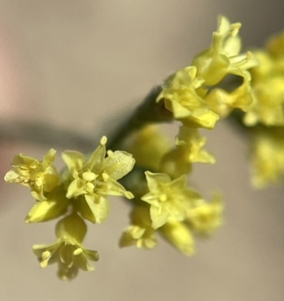 Image of Eriogonum contortum by (c) Matt Berger, some rights reserved (CC BY)