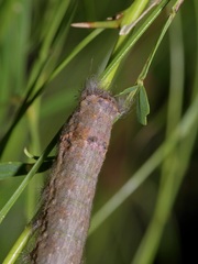 Apotolype brevicrista