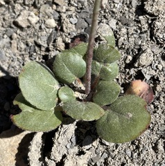 Eriogonum gordonii