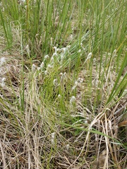 Trichophorum alpinum