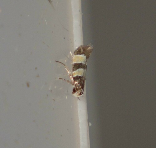 Goidanichiana jourdheuillella