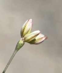 Eriogonum gordonii