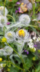 Hieracium villosum