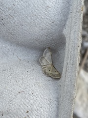 Idaea politaria