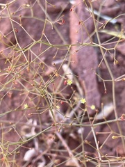 Eriogonum wetherillii