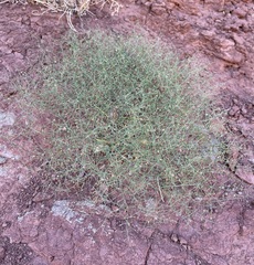Eriogonum wetherillii