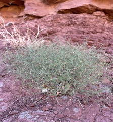 Eriogonum wetherillii