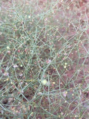 Eriogonum wetherillii