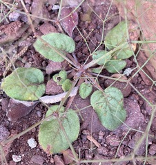 Eriogonum wetherillii