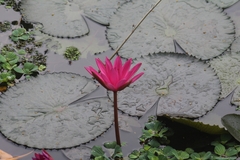 Nymphaea