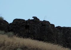 Marmota flaviventris