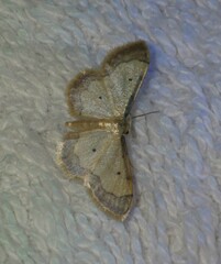 Idaea politaria