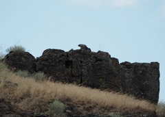 Marmota flaviventris