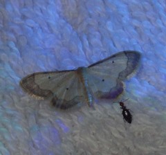 Idaea politaria
