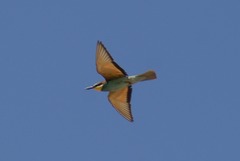 Merops apiaster
