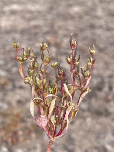 Image of Stenogonum salsuginosum by (c) Matt Berger, some rights reserved (CC BY)