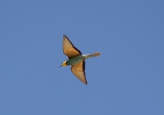 Merops apiaster