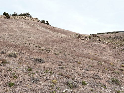 Image of Stenogonum salsuginosum by (c) Matt Berger, some rights reserved (CC BY)
