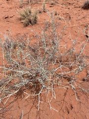 Eriogonum leptocladon